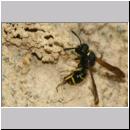 E-Odynerus spinipes w17 beim Schornsteinbau.jpg